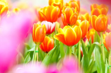 Turuncu sarı taze lale bahçesinde yakın çekim