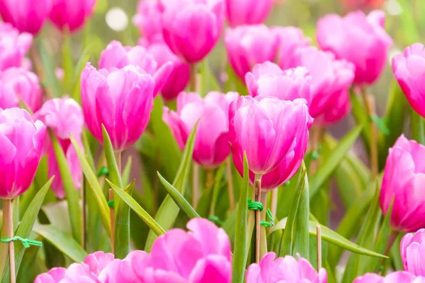 Pink Fresh Tulip Garden Close — Stock Photo, Image