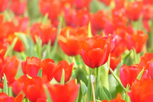 Tulipe Fraîche Rouge Dans Jardin Gros Plan — Photo