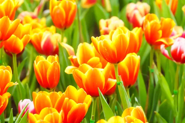 Tulipán Fresco Amarillo Anaranjado Jardín Cerca —  Fotos de Stock