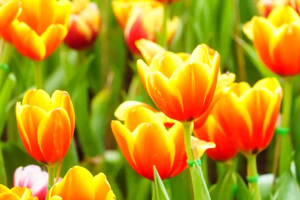 Laranja Amarela Tulipa Fresca Jardim Perto — Fotografia de Stock