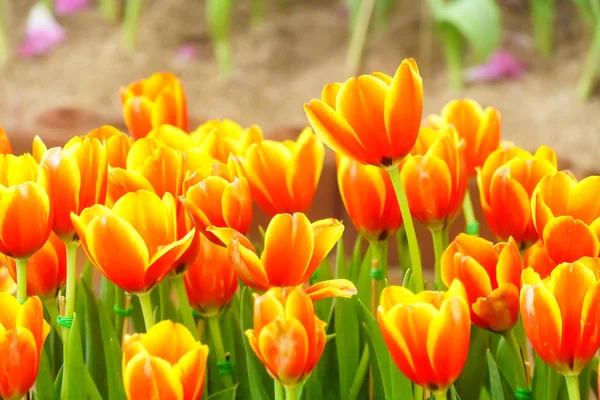 Оранжевый Желтый Свежий Тюльпан Саду Крупным Планом — стоковое фото