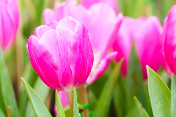 Pembe Taze Lale Bahçesinde Yakın Çekim — Stok fotoğraf