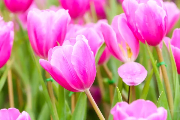 Розовый Свежий Тюльпан Саду Рядом — стоковое фото