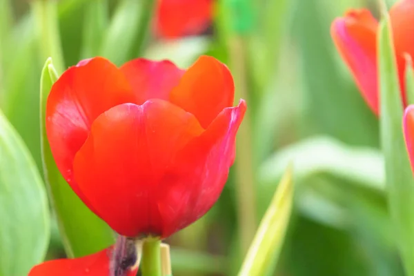 Tulipa Fresca Vermelha Jardim Perto — Fotografia de Stock