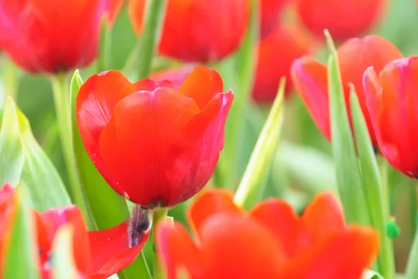 花园里的红鲜郁金香特写 — 图库照片