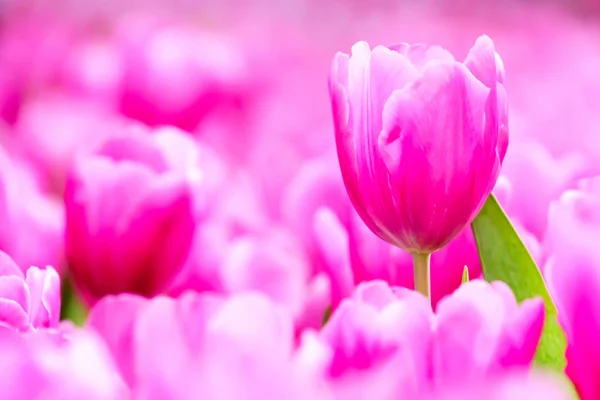 Εσωτερικη Ροζ Tulip Φρέσκο Στον Κήπο — Φωτογραφία Αρχείου