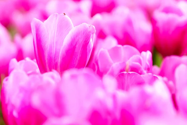 분홍색 신선한 정원에서 가까이 — 스톡 사진