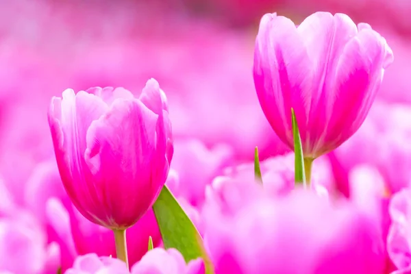 Pink Fresh Tulip Garden Close — Stock Photo, Image