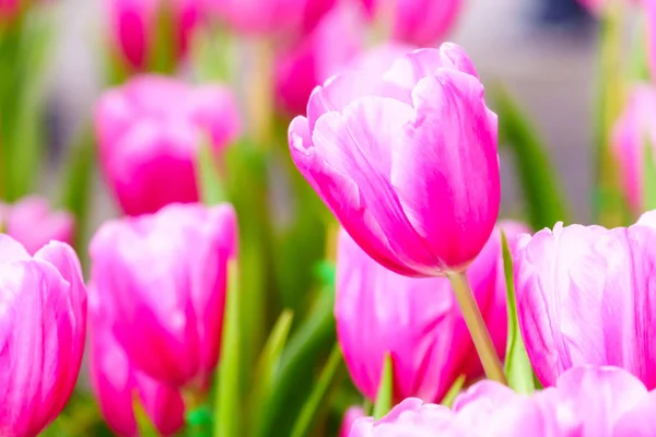 Tulipe Fraîche Rose Dans Jardin Gros Plan — Photo