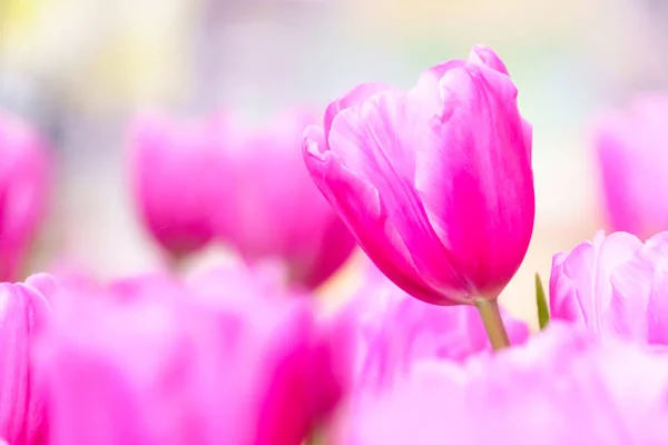 Rosa Frische Tulpe Garten Aus Nächster Nähe — Stockfoto