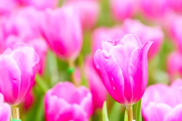 Rosa Färska Tulip Trädgården Närbild — Stockfoto