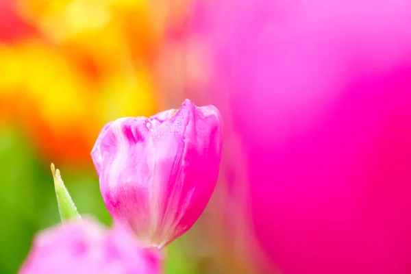Kert Rózsaszín Friss Tulip Közelről — Stock Fotó