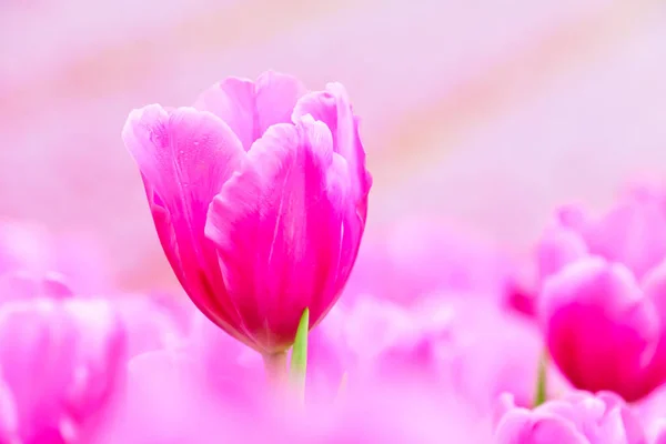 Розовый Свежий Тюльпан Саду Рядом — стоковое фото