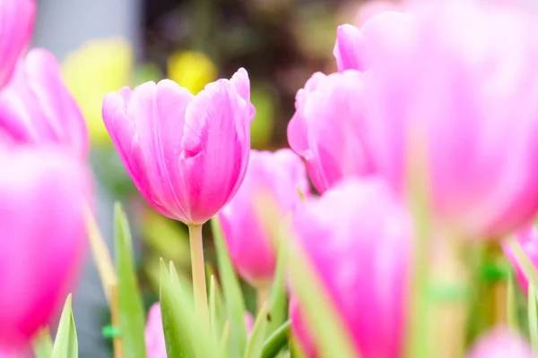 粉红色的新鲜郁金香在花园关闭 — 图库照片