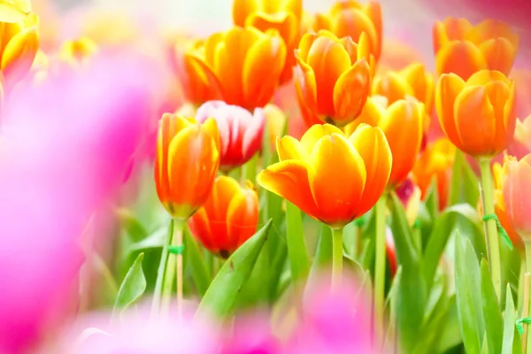 Turuncu sarı taze lale bahçesinde yakın çekim