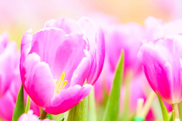 庭で新鮮なピンクのチューリップをクローズ アップ — ストック写真