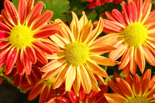 Oranžová Červená Chrysanthemum Květiny Zahradě Zblízka — Stock fotografie