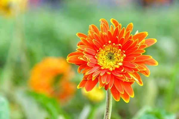 庭にオレンジ色の菊の花をクローズ アップ — ストック写真