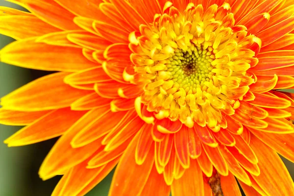 Turuncu Papatya Çiçek Bahçesinde Yakın Çekim — Stok fotoğraf