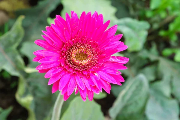 庭にピンクの菊の花をクローズ アップ — ストック写真