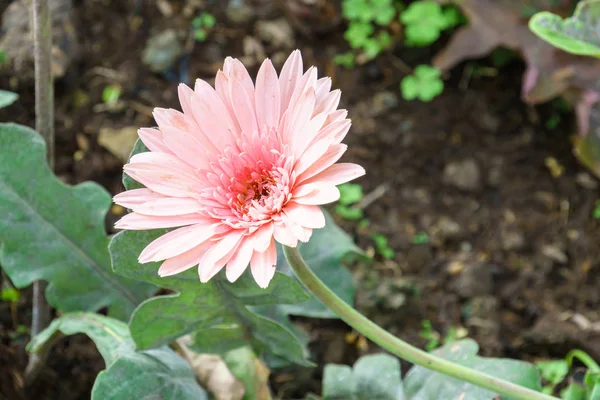 Růžový Chrysanthemum Květiny Zahradě Zblízka — Stock fotografie