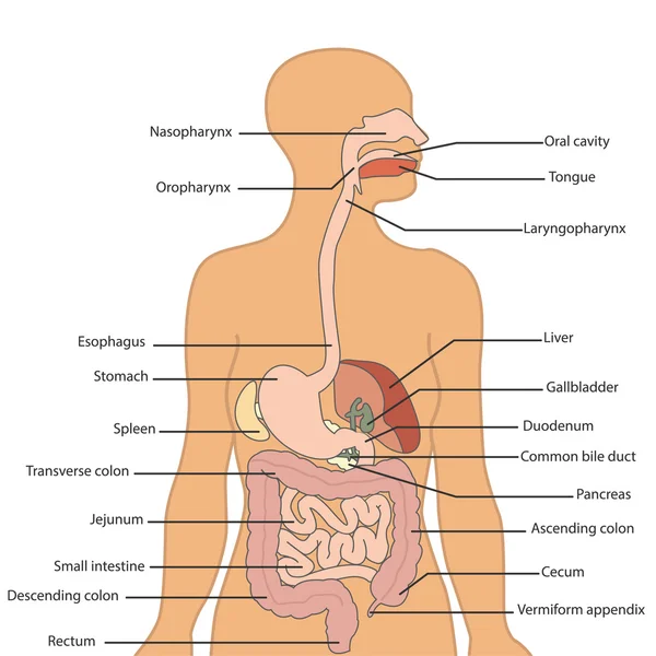 Sistema digestivo humano — Vector de stock