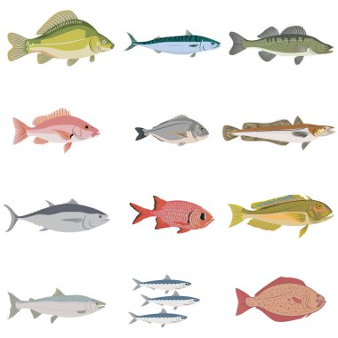 set of difference kinds of fish