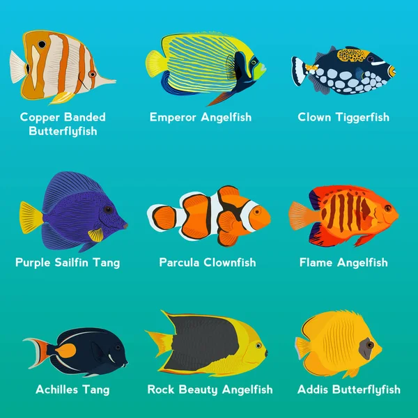 Koleksi ikan tropis - Stok Vektor