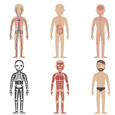Illustration of the human body systems clipart