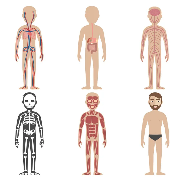 Ilustración de los sistemas del cuerpo humano — Vector de stock