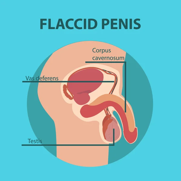 Flaccid penis of male sex organ — Stock vektor