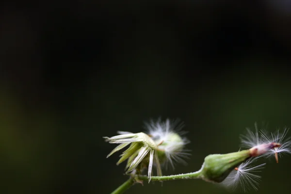 Pozadí z pampelišky květiny, přírodní pozadí — Stock fotografie