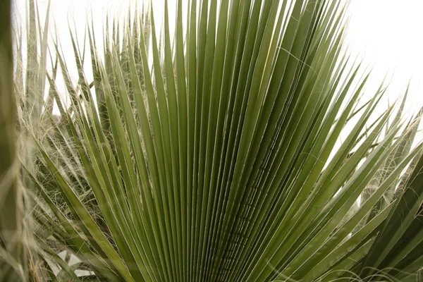 Del av palm tree — Stockfoto