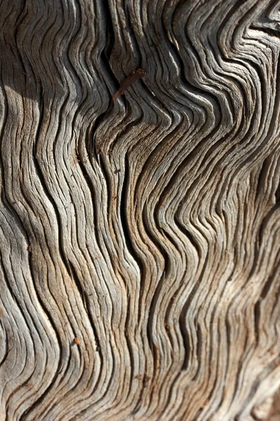 자연 속에서 죽은 나무 배경 — 스톡 사진