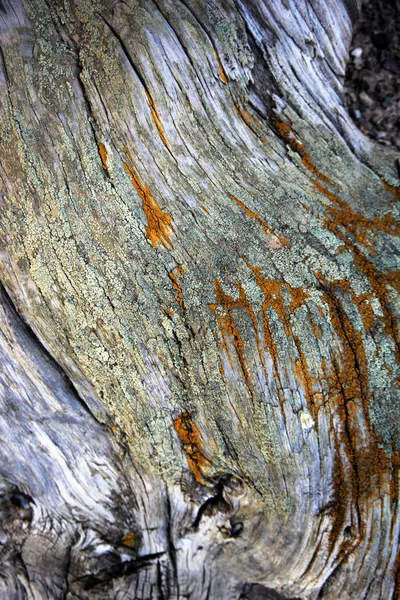 In der Natur, abgestorbene Bäume Hintergrund — Stockfoto