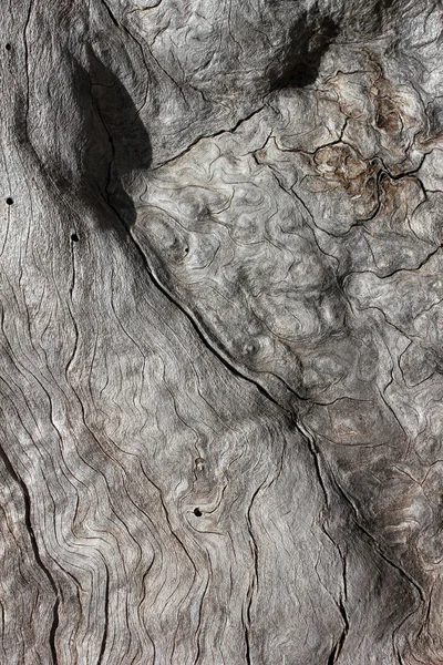 W przyrodzie martwych drzew tło — Zdjęcie stockowe