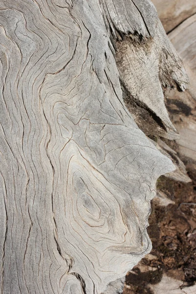 W przyrodzie martwych drzew tło — Zdjęcie stockowe