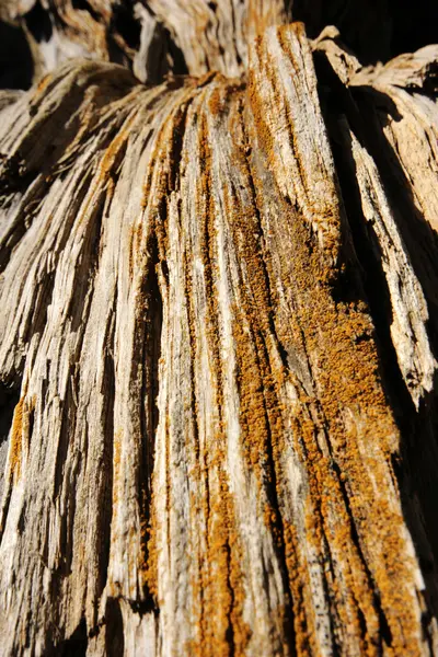 In der Natur, abgestorbene Bäume Hintergrund — Stockfoto