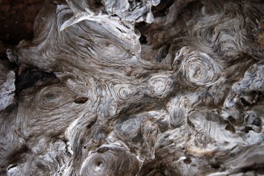 Doğada, ölü arka plan ağaç 