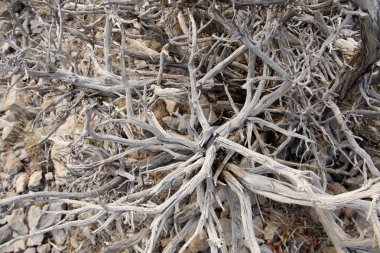 Doğada, ölü arka plan ağaç 