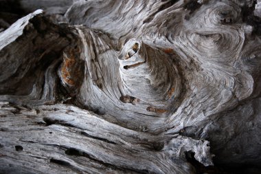 Doğada, ölü arka plan ağaç 