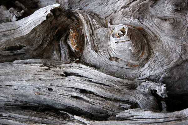 Doğada, ölü arka plan ağaç 