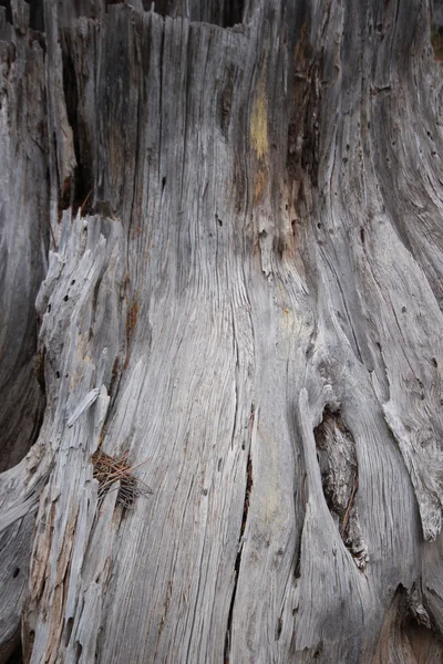 Doğada, ölü arka plan ağaç 