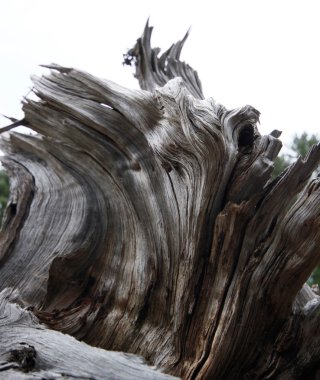 Doğada, ölü arka plan ağaç 