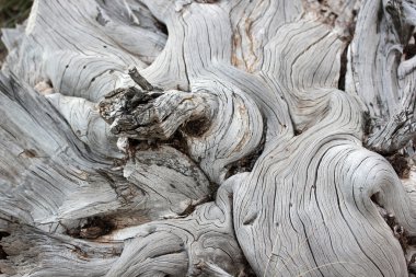 Doğada, ölü arka plan ağaç 