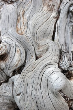 Doğada, ölü arka plan ağaç 