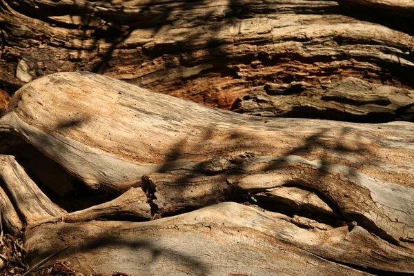 В природе на фоне мертвых деревьев — стоковое фото