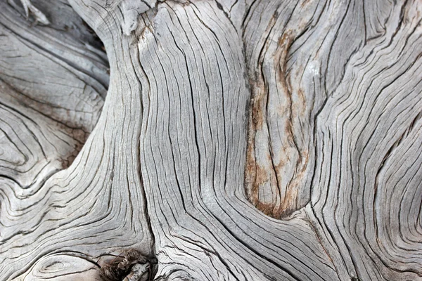 In nature, dead trees background — Stock Photo, Image