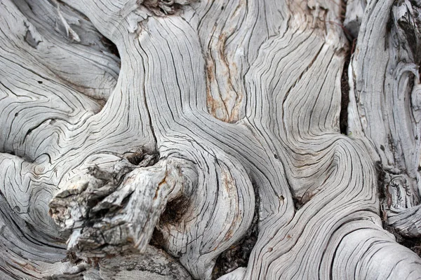 Στη φύση, τα νεκρά δένδρα φόντο — Φωτογραφία Αρχείου